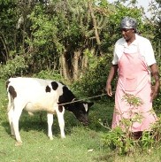 PCD with women smallholder farmers who were recently trained Teresia with cow 2